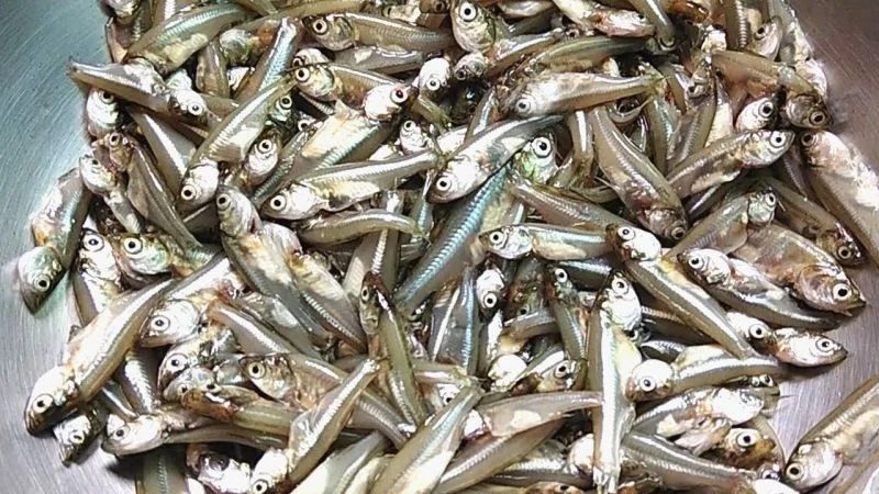 freshwaterfish