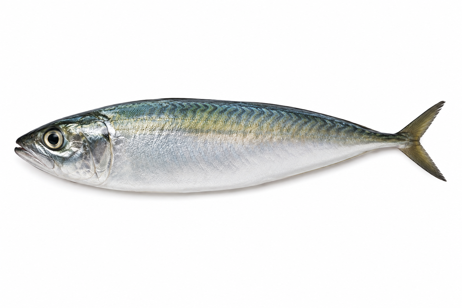 seawaterfish