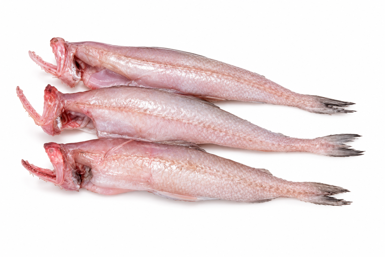 seawaterfish