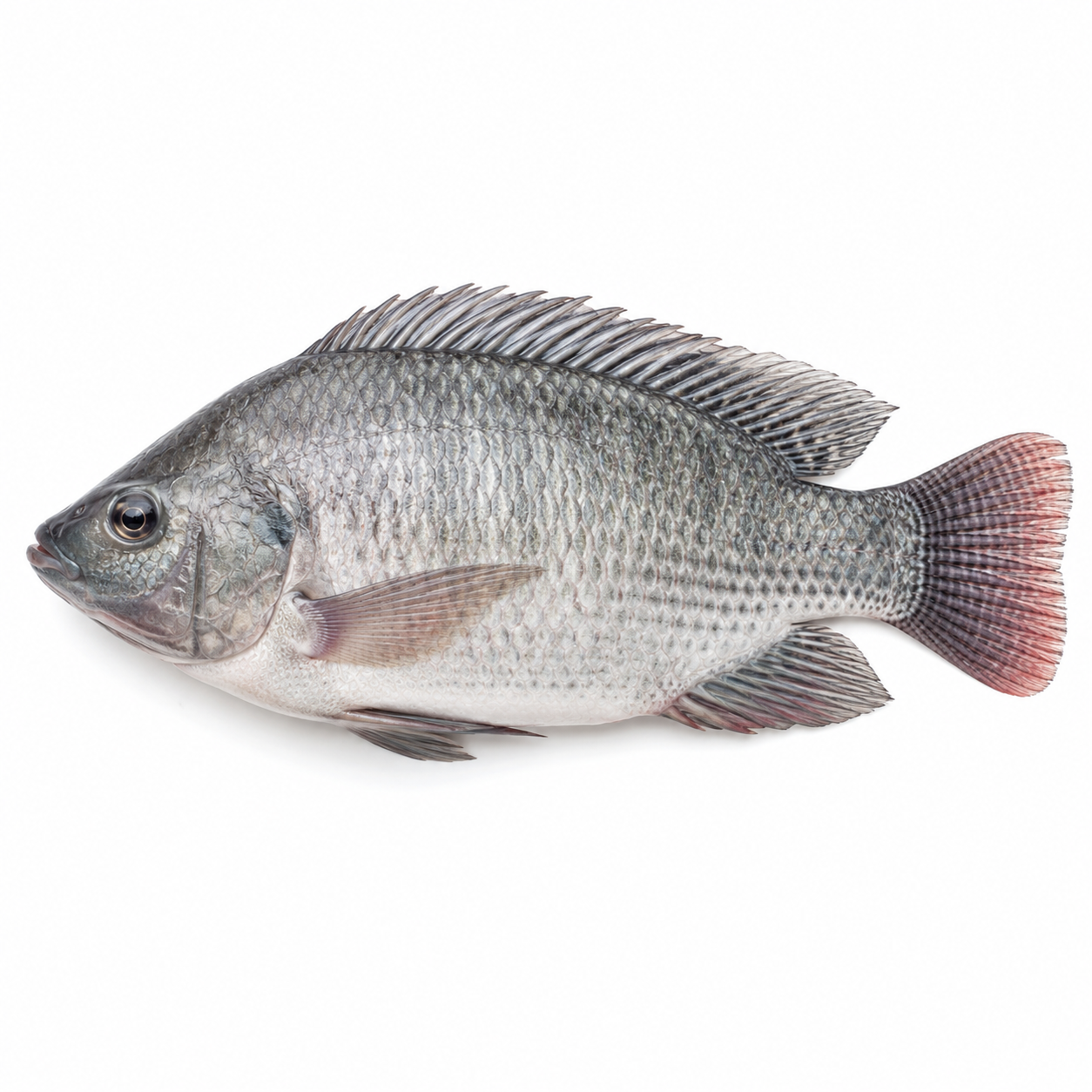 freshwaterfish