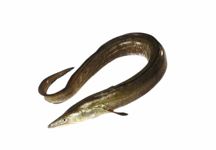 freshwaterfish