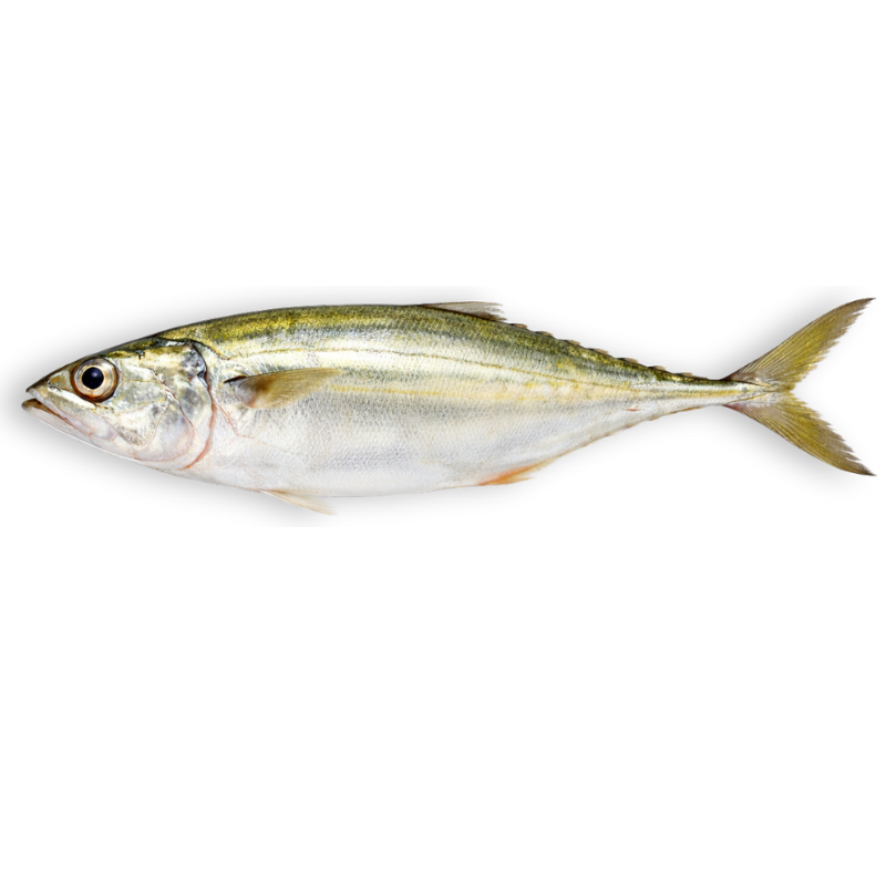 seawaterfish