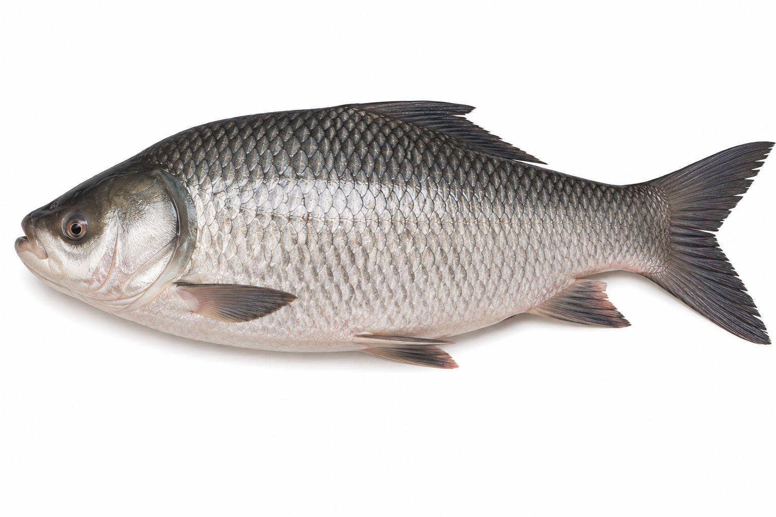 freshwaterfish