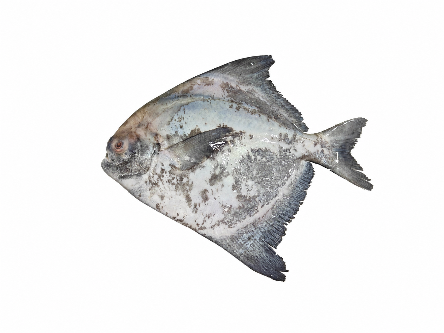 seawaterfish