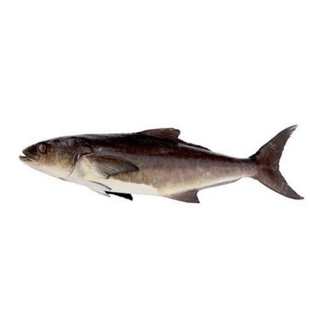 seawaterfish