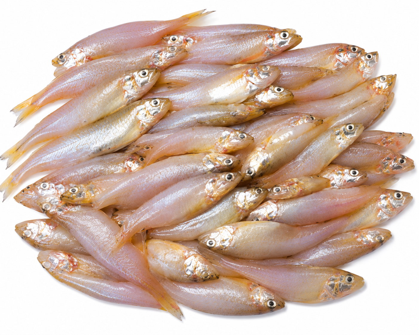 seawaterfish