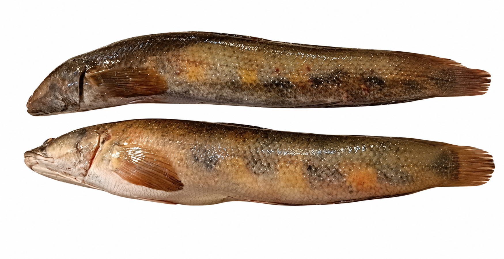 freshwaterfish