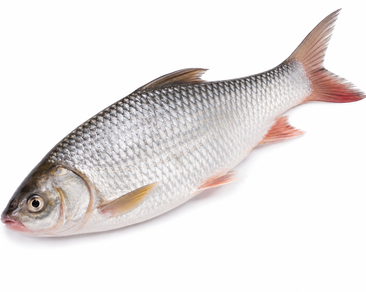 freshwaterfish