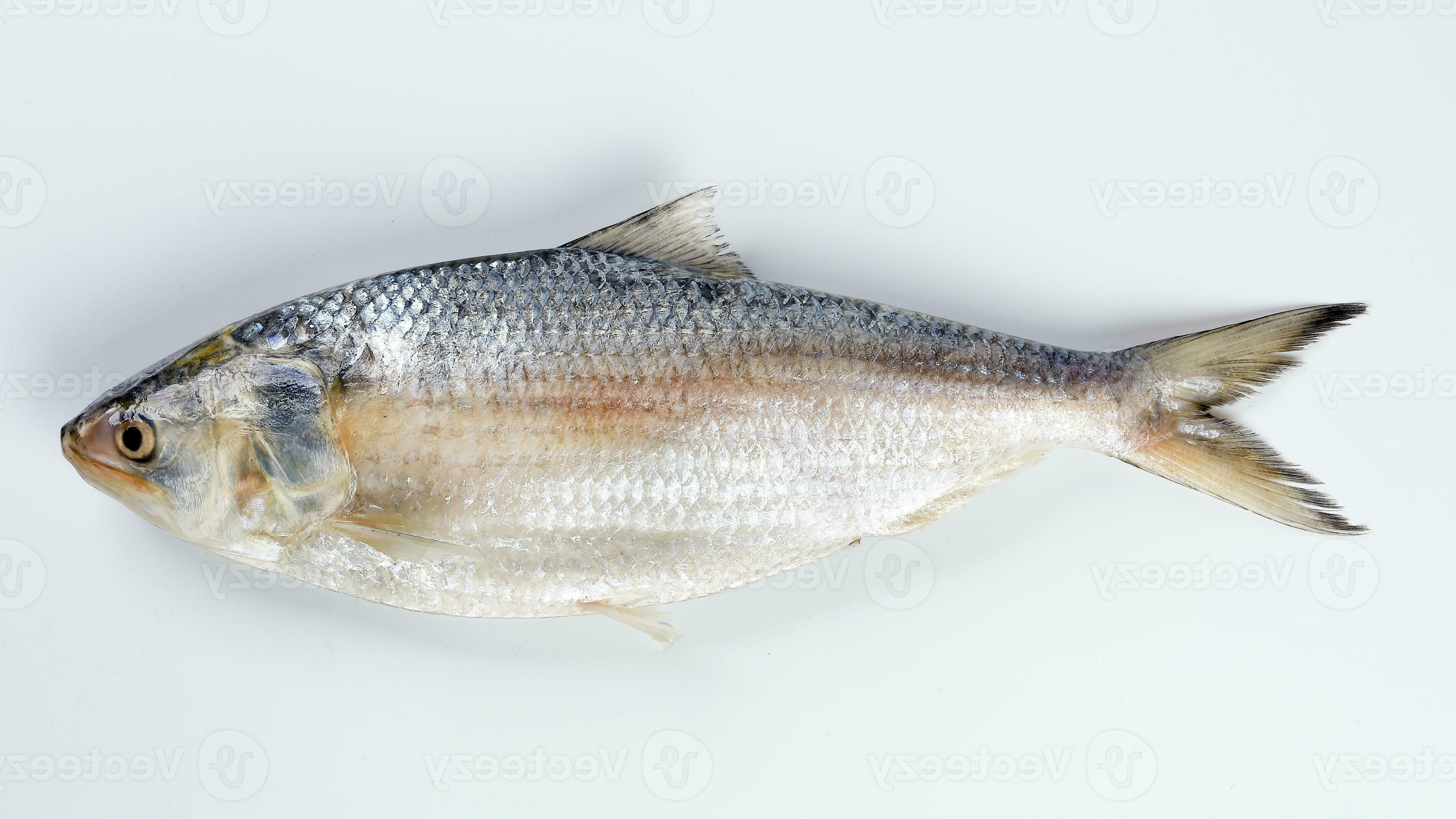 seawaterfish