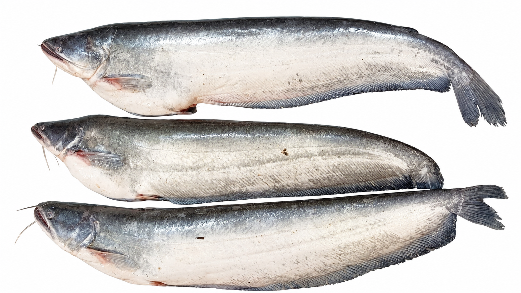 freshwaterfish