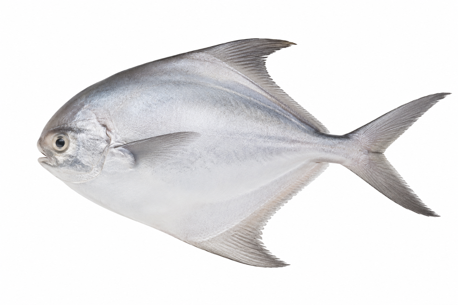 seawaterfish