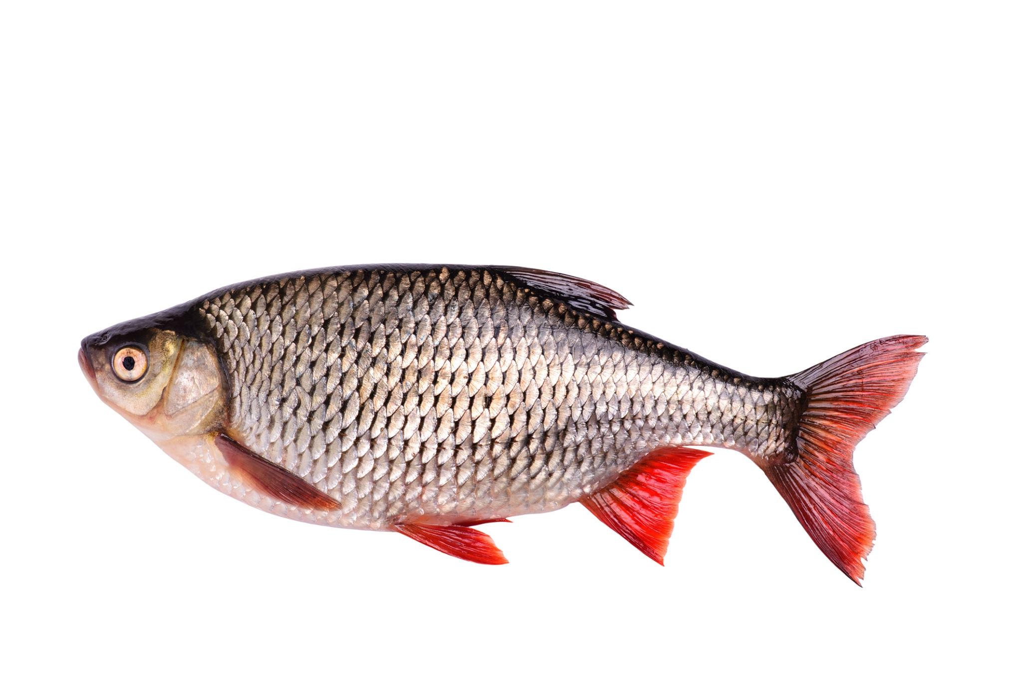freshwaterfish