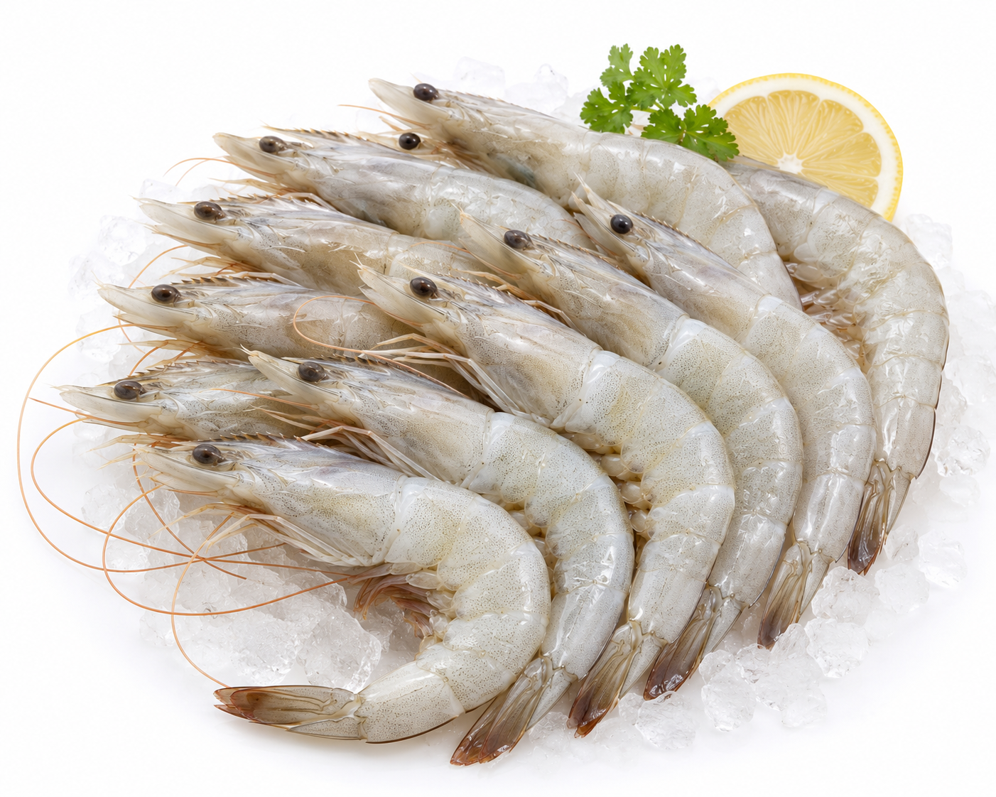 prawn