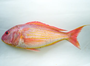 seawaterfish