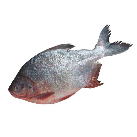 freshwaterfish