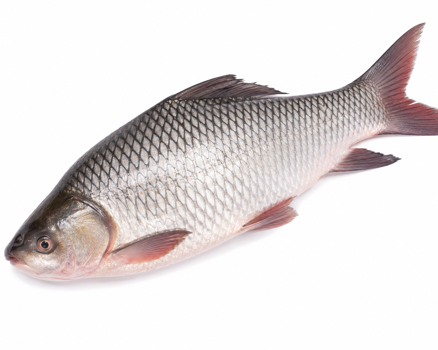 freshwaterfish