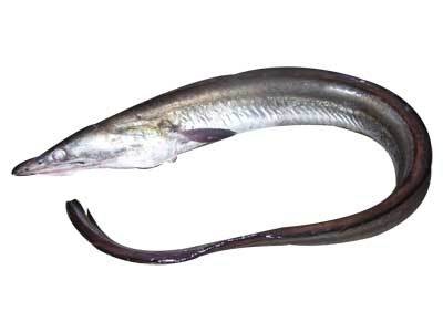 seawaterfish