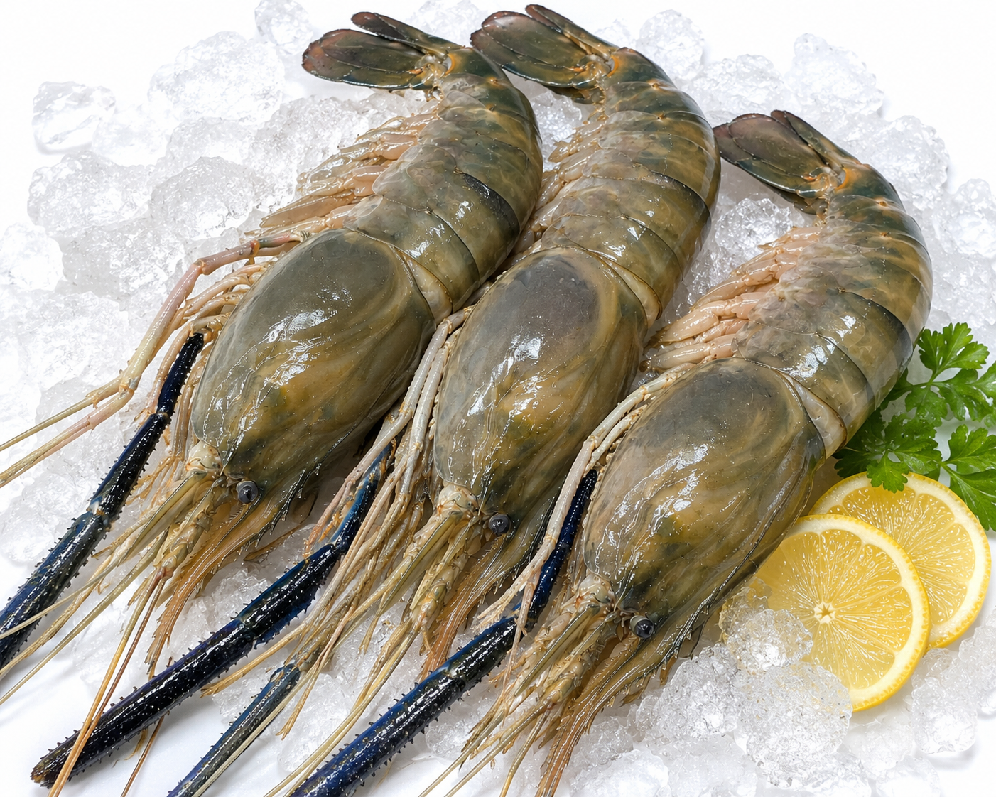 prawns
