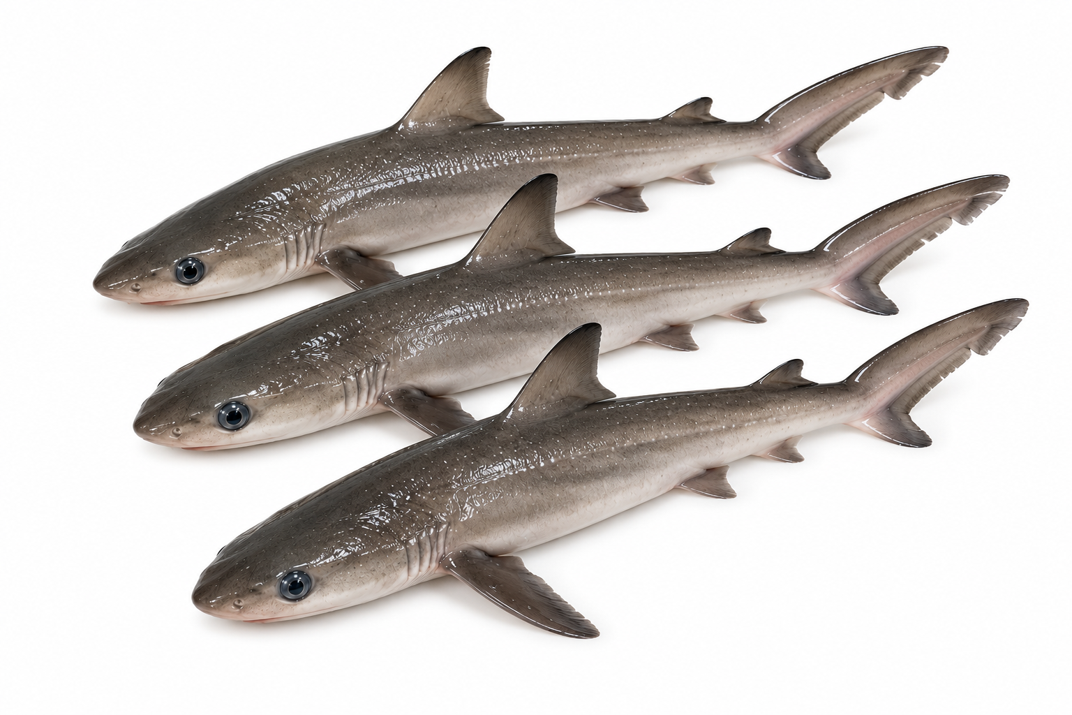 seawaterfish
