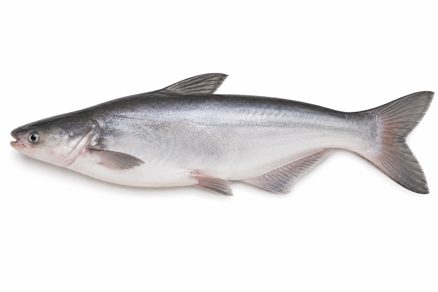 freshwaterfish