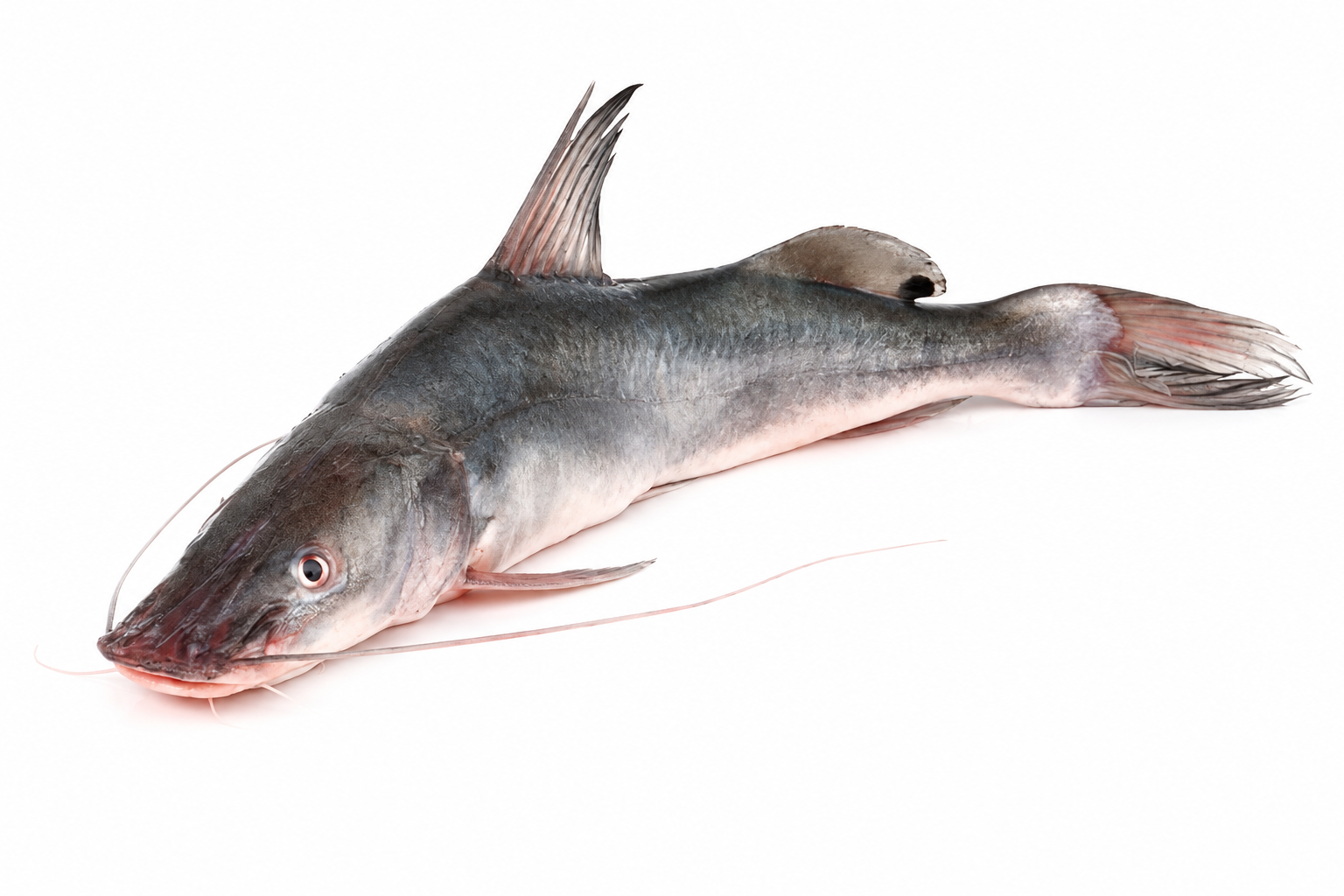 freshwaterfish