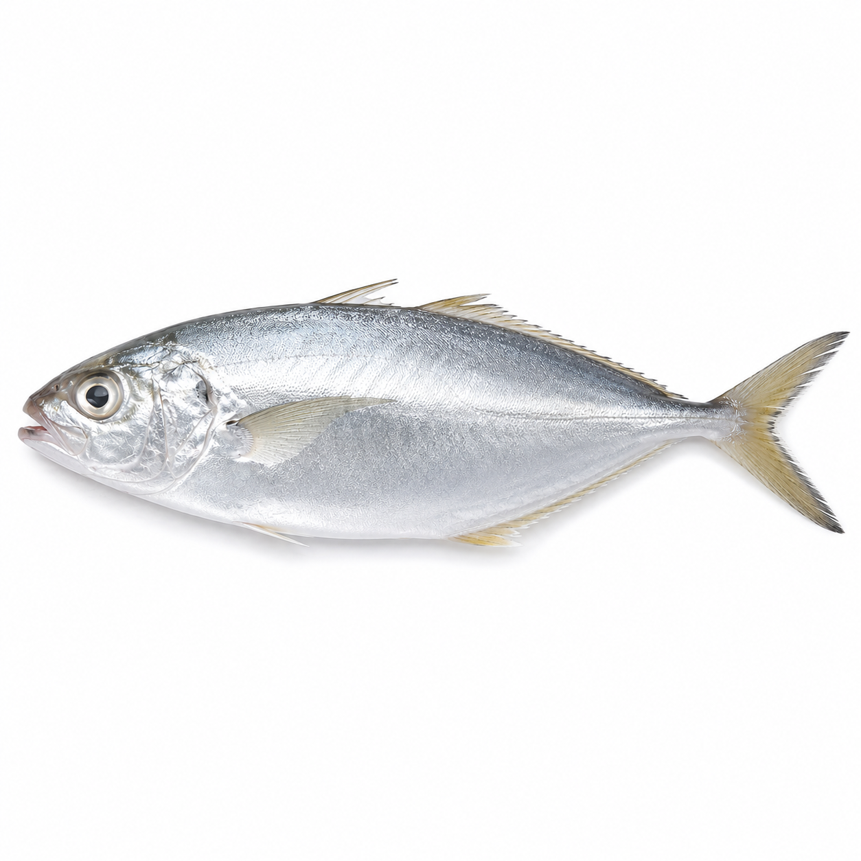 seawaterfish