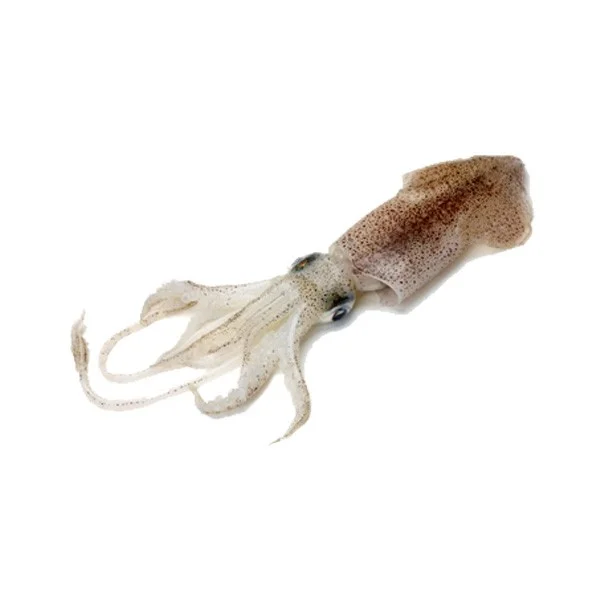 squid