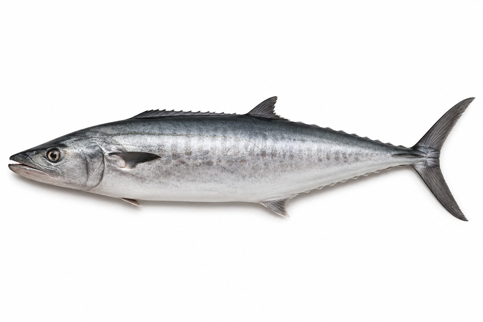 seawaterfish