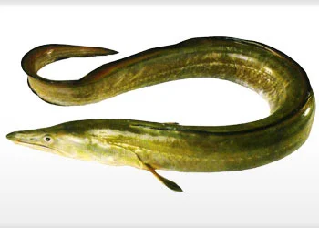 seawaterfish